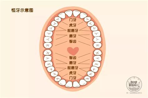 大门牙|每颗牙齿的名字